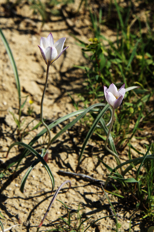 Тюльпаны Мангыстау - Анатолий Чикчирный Тюльпаны Мангыстау - Анатолий Чикчирный