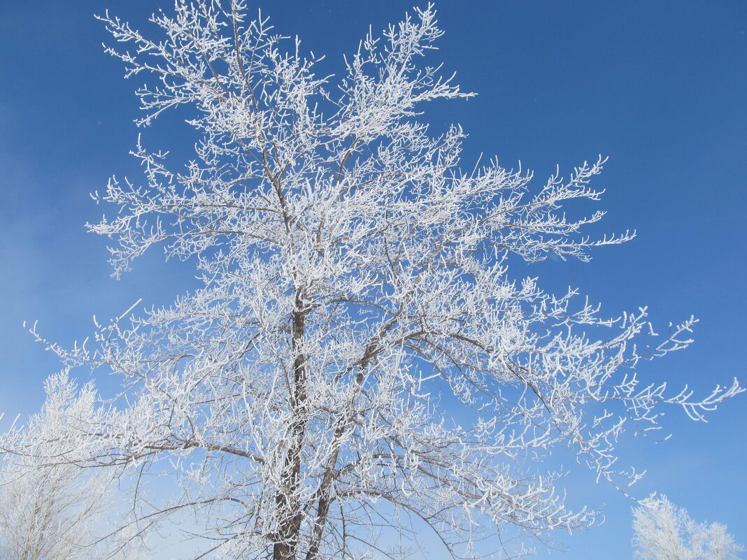 принарядилось - Елена Шаламова