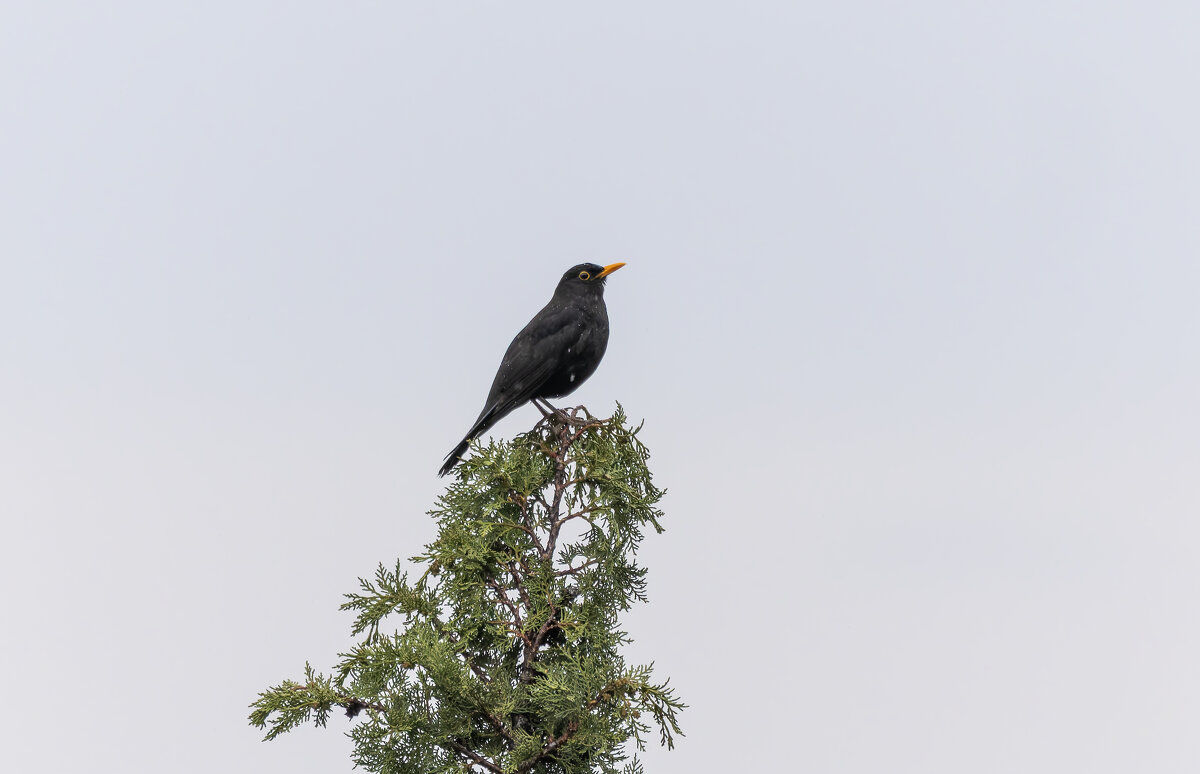 черный дрозд - юрий макаров