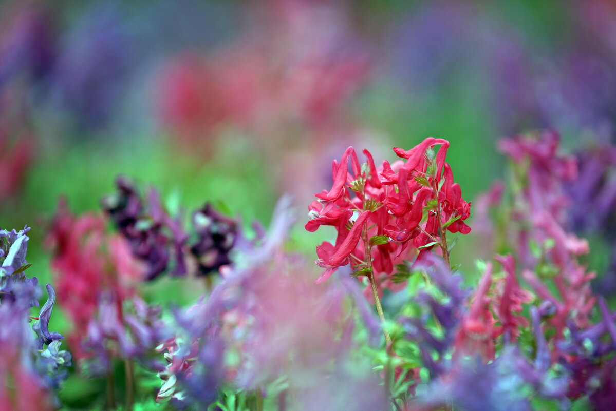 Хохлатки - Михаил Бибичков