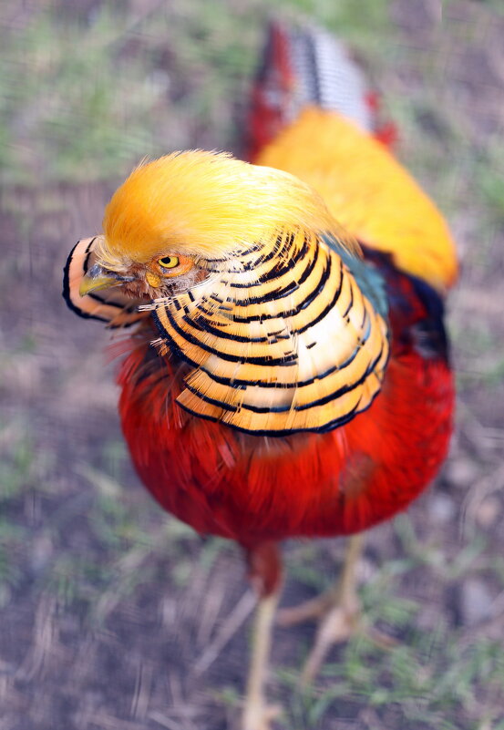 Золотой фазан - Михаил Бибичков