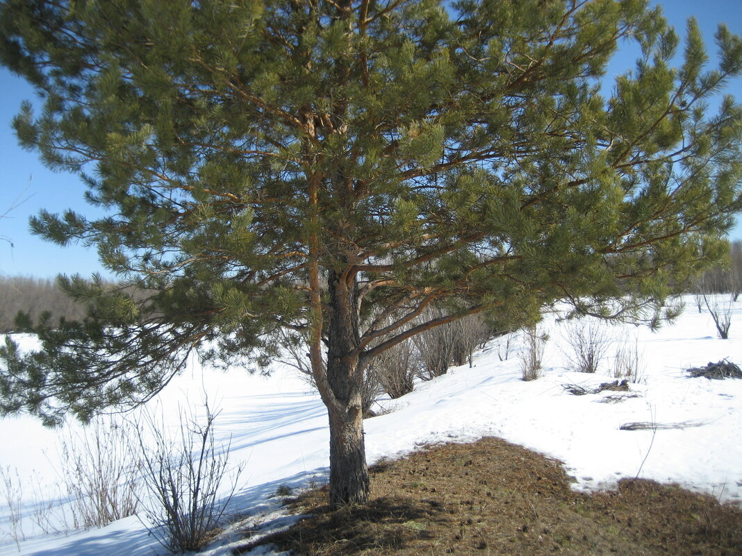 На острове - Anna Ivanova На острове - Anna Ivanova