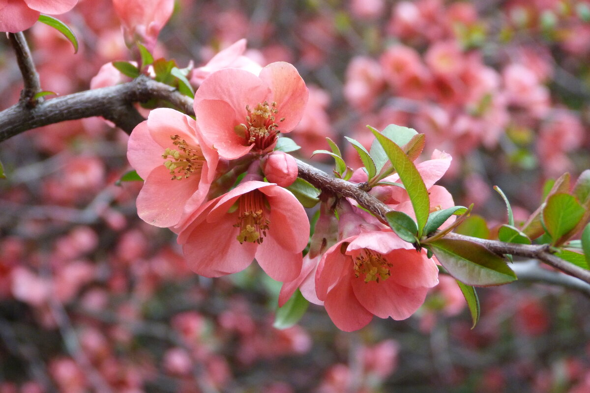 Веточка японской айвы - Валентин Семчишин