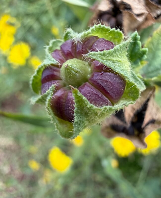 А вот и сами калачики - Александр Деревяшкин