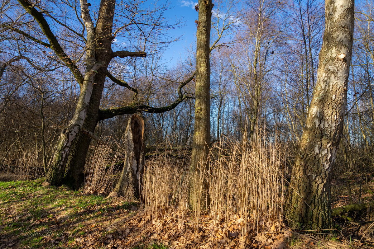 У старых берёз... - Николай Гирш У старых берёз... - Николай Гирш