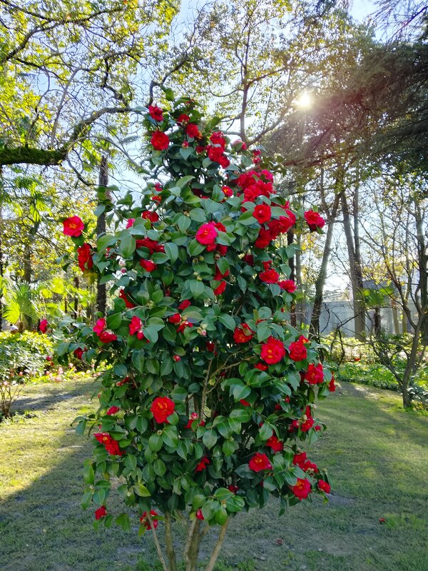 Камелия - Tata Wolf