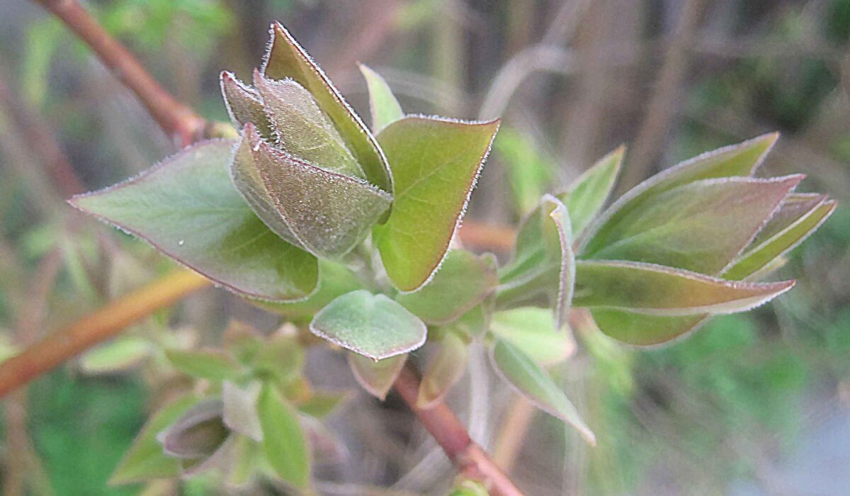 Молодые листья - Елена Семигина