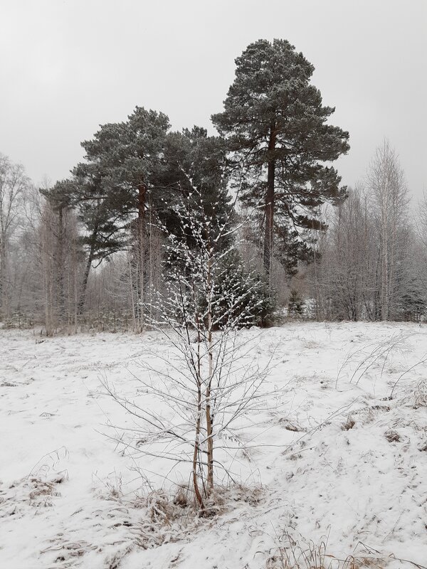 И снова выпал снег... - Галина Минчук