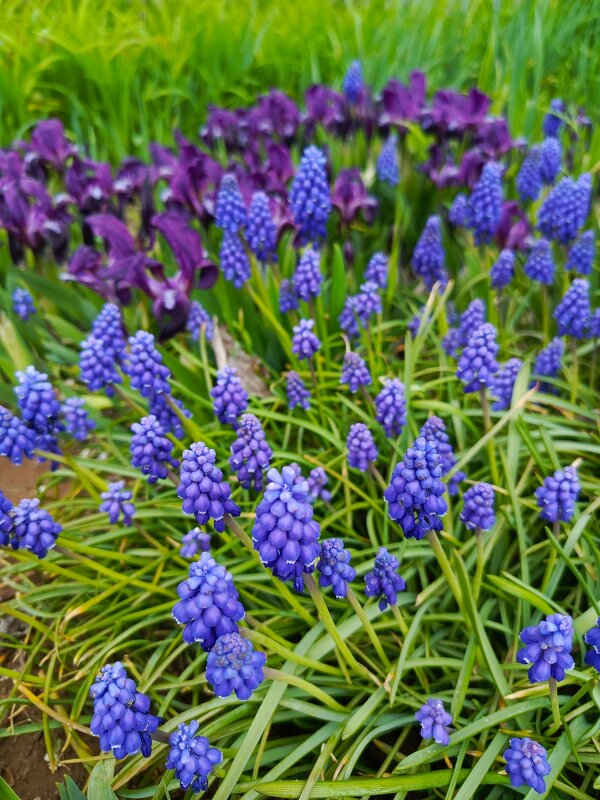 Ирисы и мускарики - Татьяна Пальчикова Ирисы и мускарики - Татьяна Пальчикова