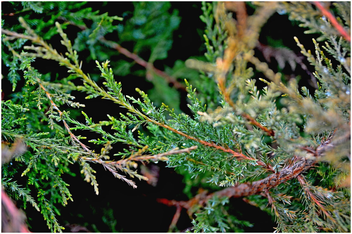 Пробуждение природы. - Михаил К Пробуждение природы. - Михаил К