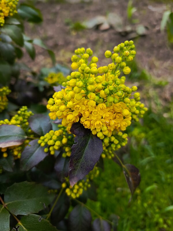 Цветение - Татьяна Пальчикова