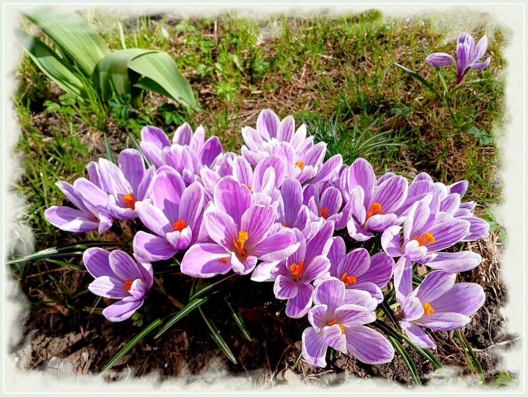 Крокусовый апрель ☼ - Лия ☼