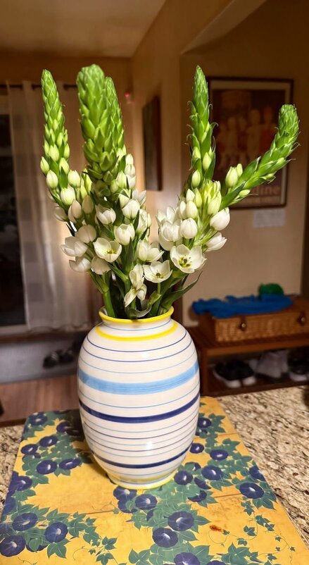 Букет птицемлечника звезды Вифлеема - Елена 