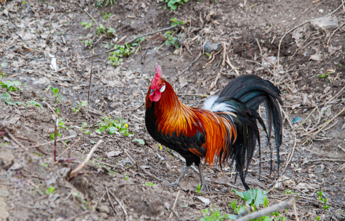Встреча в придорожном кафе... - Светлана Фокша