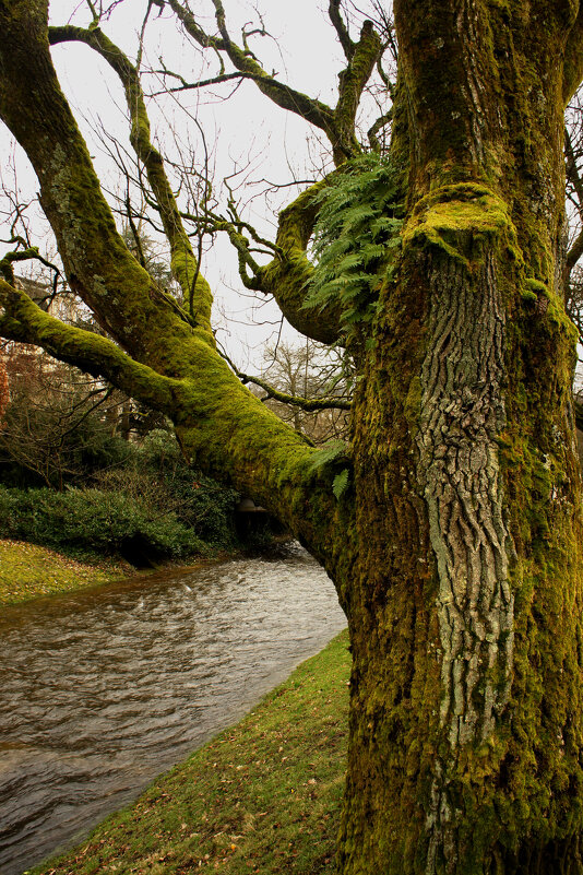 Старое дерево - Сергей Порфирьев
