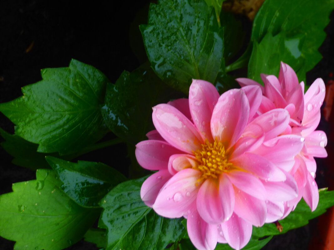 РАННИЕ ГЕОРГИНЫ ПОСЛЕ ДОЖДЯ-3 - Елена Куприянова 