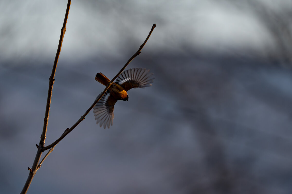 Даурская горихвостка - Сергей Флетчер
