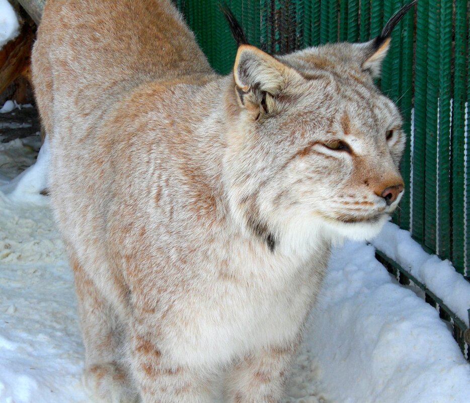 Большереченский зоопарк - Savayr 