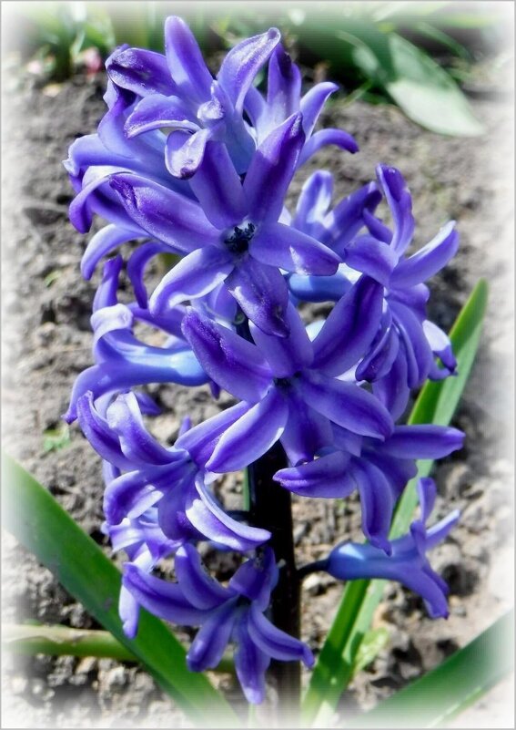 Гиацинт - Елена Сухорученкова