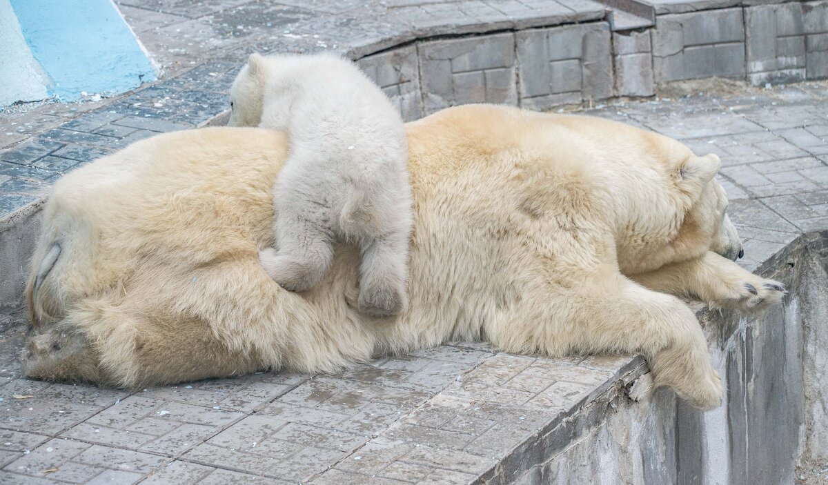 умаялись.... - Аркадий Лаптенко