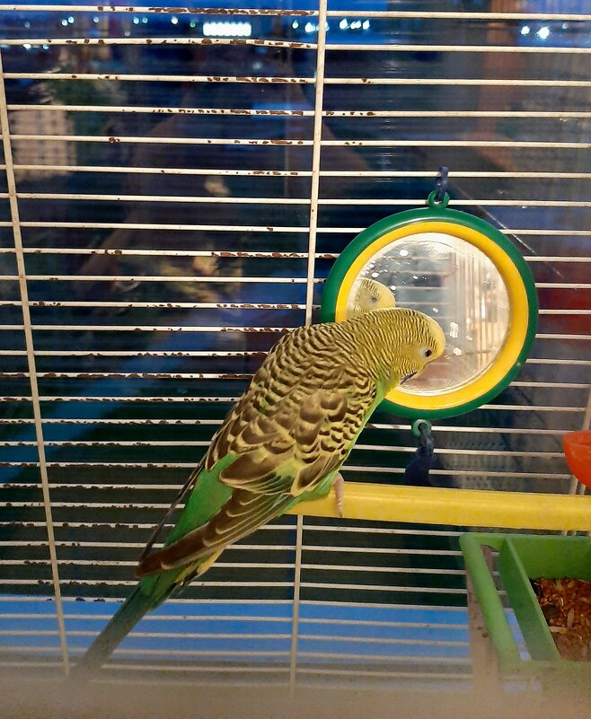 Кеша хороший и красивый. - nadyasilyuk Вознюк Кеша хороший и красивый. - nadyasilyuk Вознюк