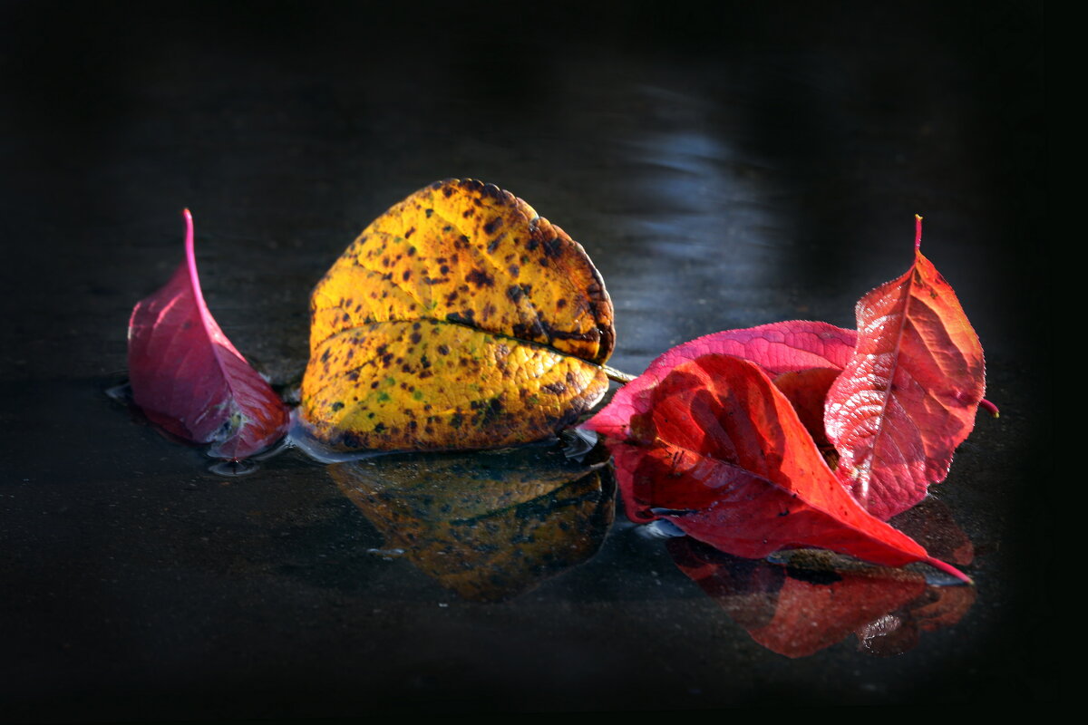 8 ноября - Михаил Бибичков