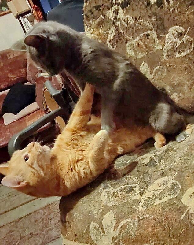 Она его победила! - Александр Чеботарь Она его победила! - Александр Чеботарь