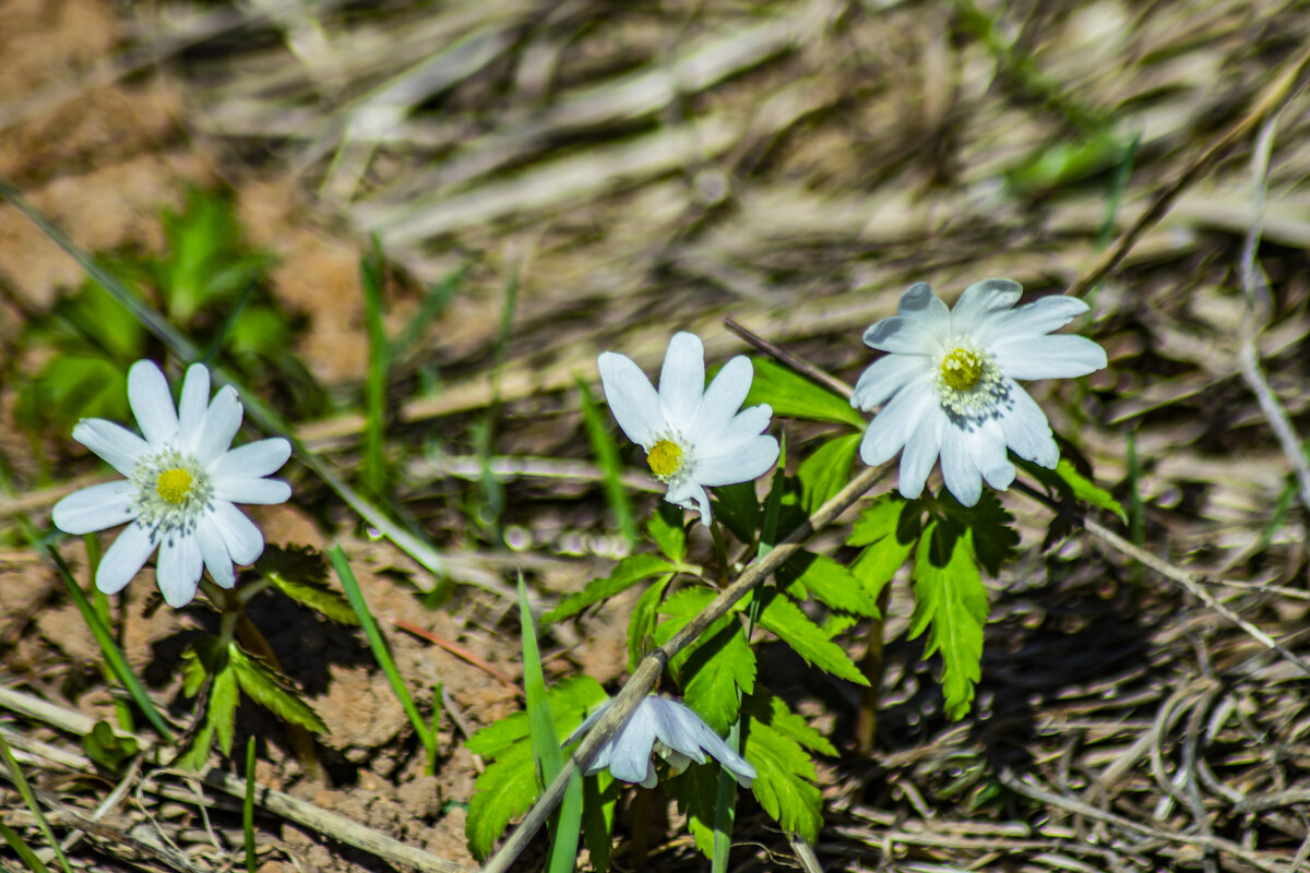 вот и весна пришла - petyxov петухов вот и весна пришла - petyxov петухов