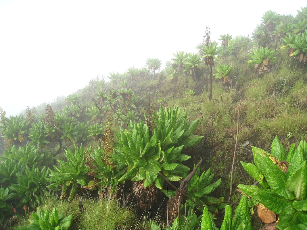 На склоне вулкана Ньирагонго. - unix (Илья Утропов) На склоне вулкана Ньирагонго. - unix (Илья Утропов)