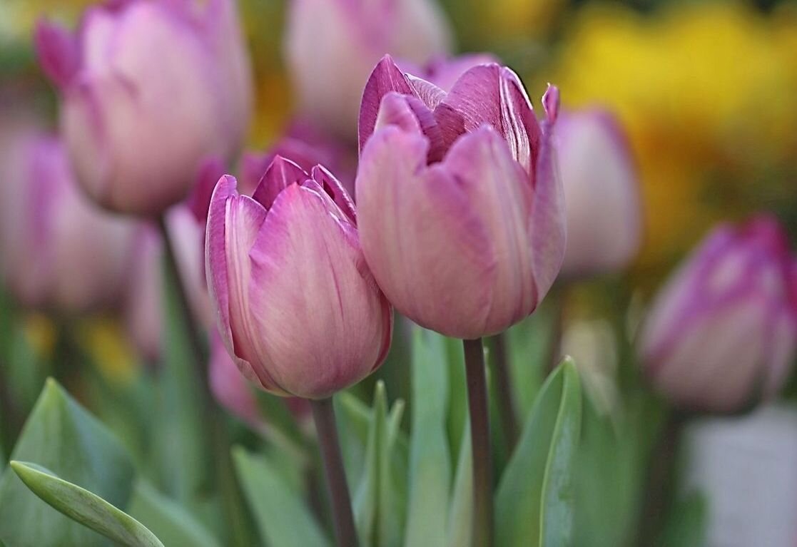 Тюльпаны - ZNatasha -