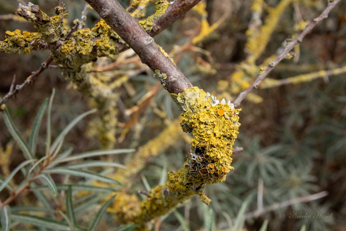 Дерево и его обитатели... - Николай Гирш