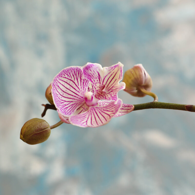 Чеширский кот - Irene Irene Чеширский кот - Irene Irene