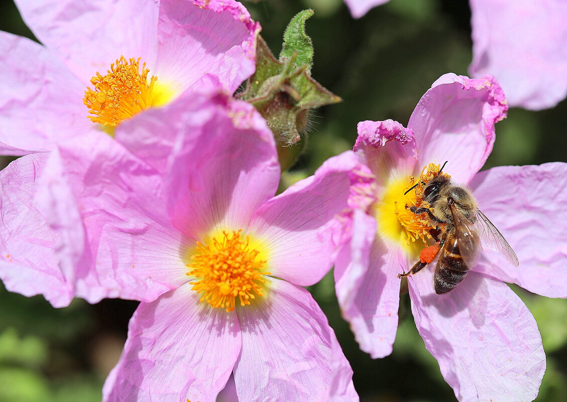 Труженница. - Оля Богданович
