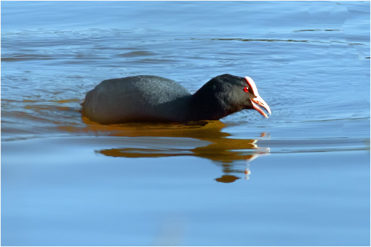 Лысуха - Валентин Котляров