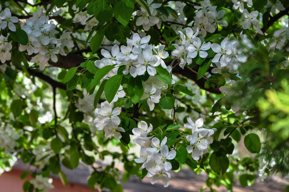Слива (или груша?) цвела в апреле - Татьяна Машошина