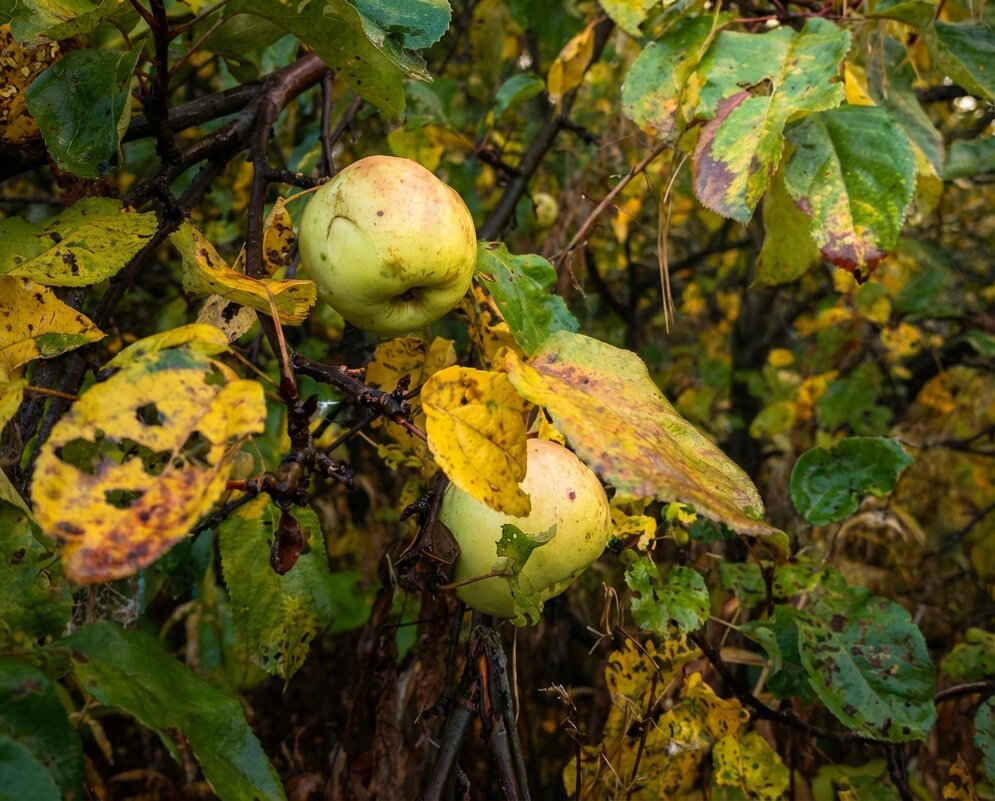Яблоки на ветке - Лилия 