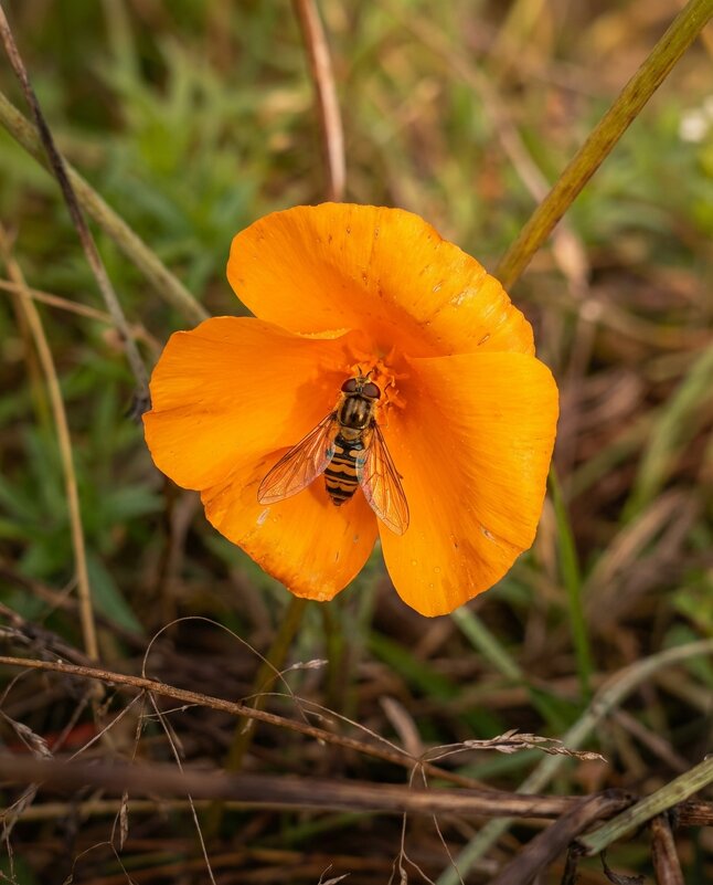 Оранжевый цветок эшшольции - Лилия 