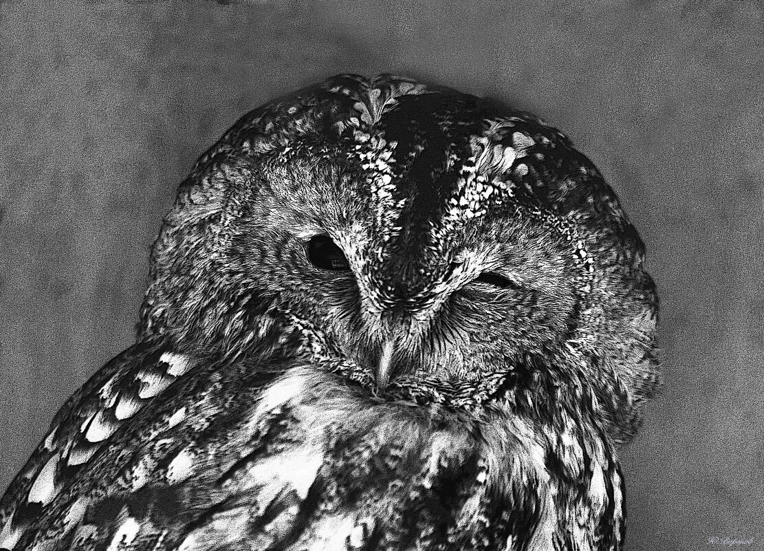 Неясыть - Юрий Воронов