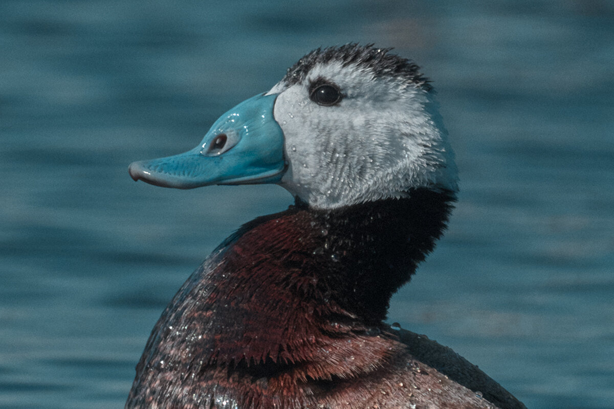 Савка - Yudong Liu