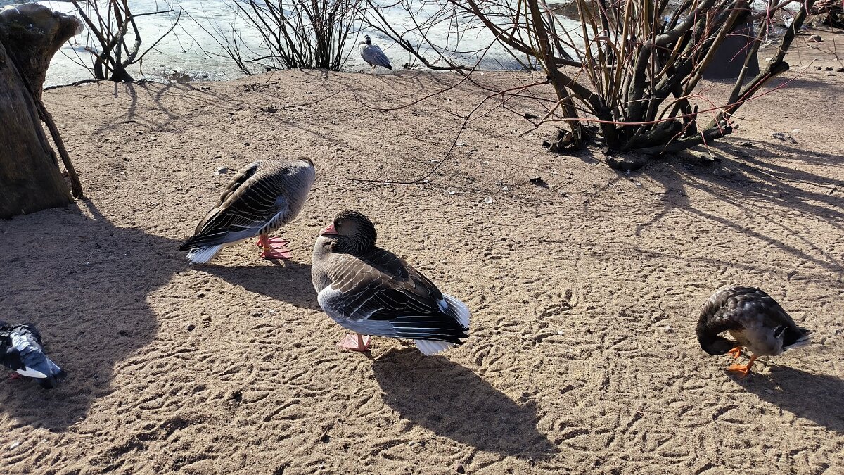 Гуси. - Ольга 