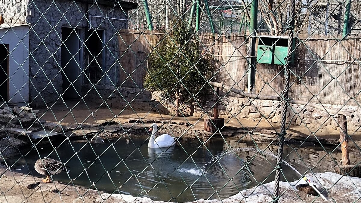 На пруду. - Ольга 