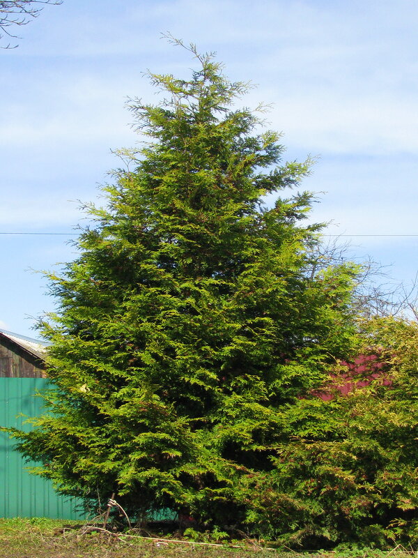 Красавица туя - Людмила Смородинская Красавица туя - Людмила Смородинская