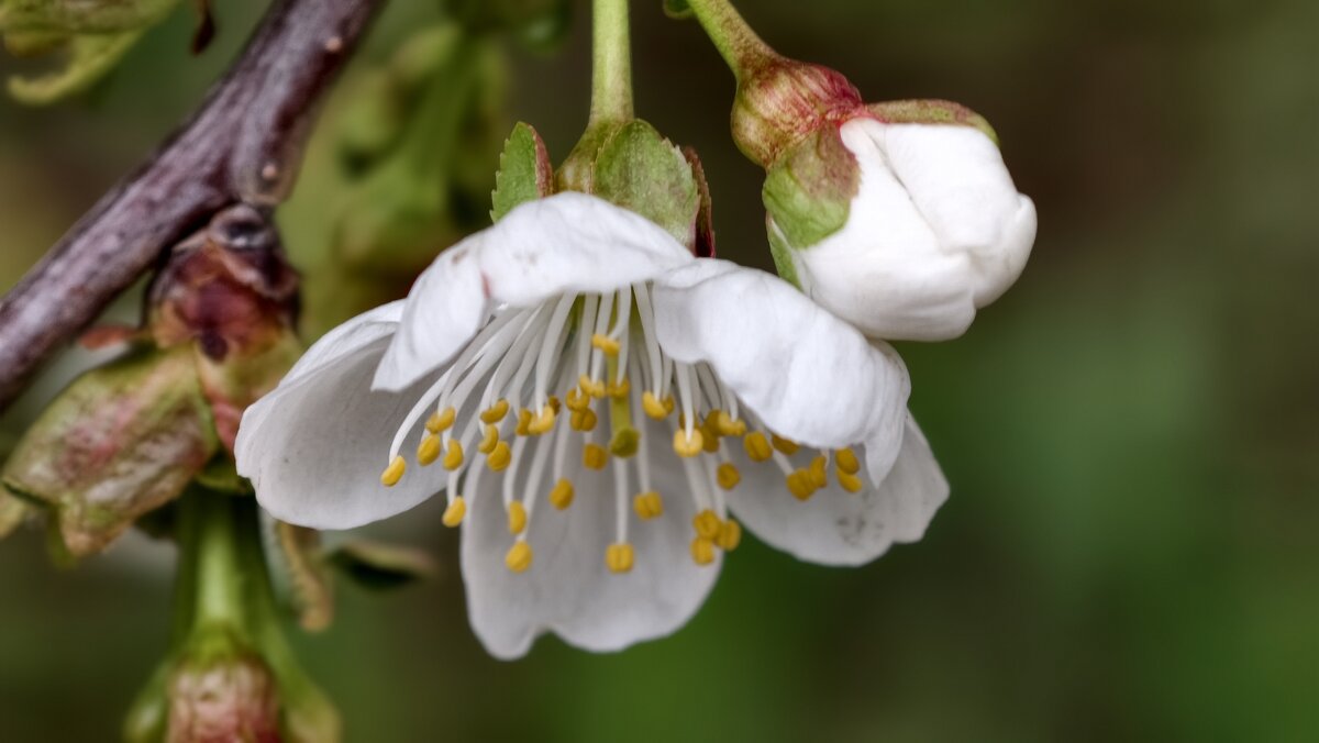 Цветки вишни - Мариша Тим Цветки вишни - Мариша Тим