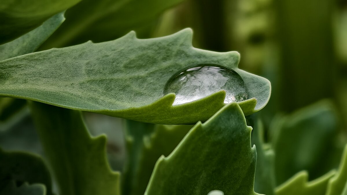 Капля - Мариша Тим Капля - Мариша Тим