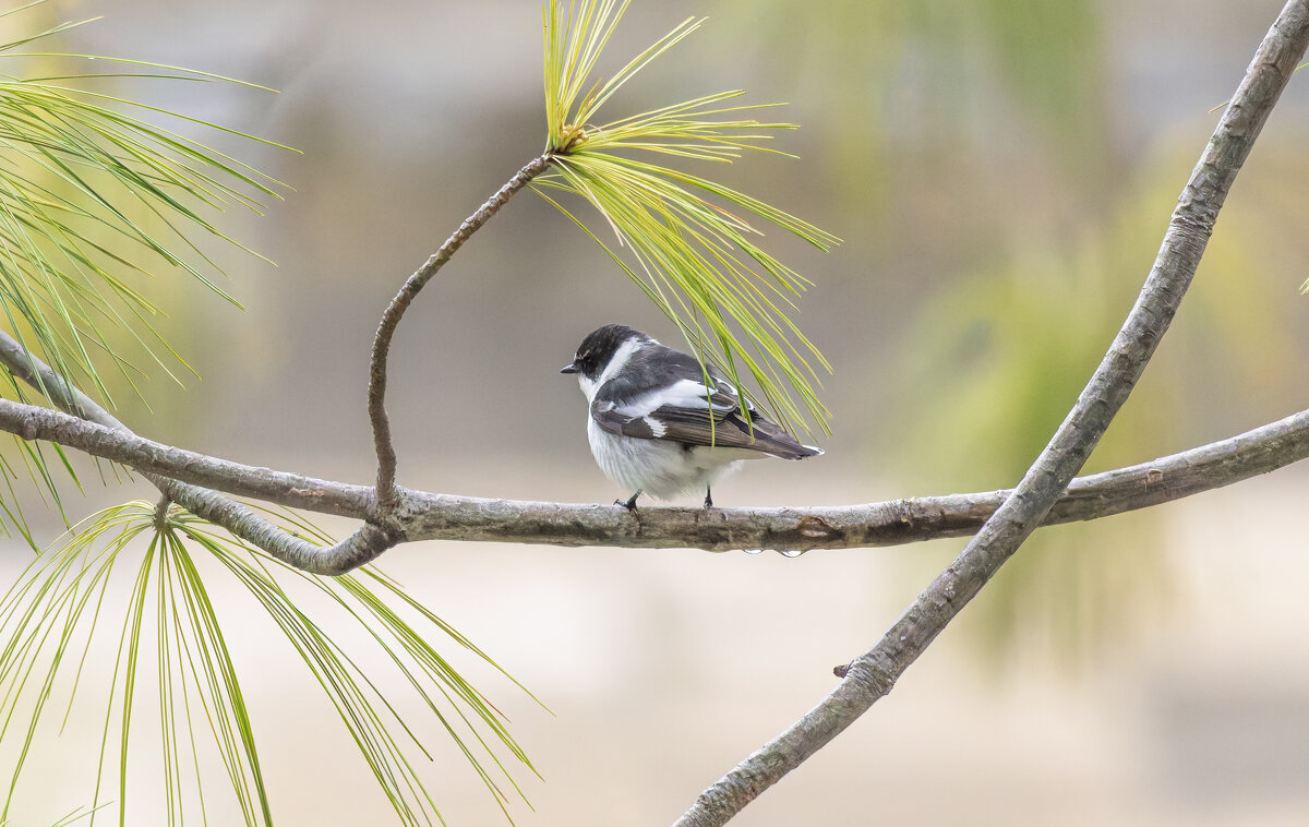 ? - юрий макаров