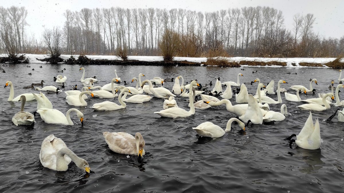 На озере Светлом - Татьяна Лютаева