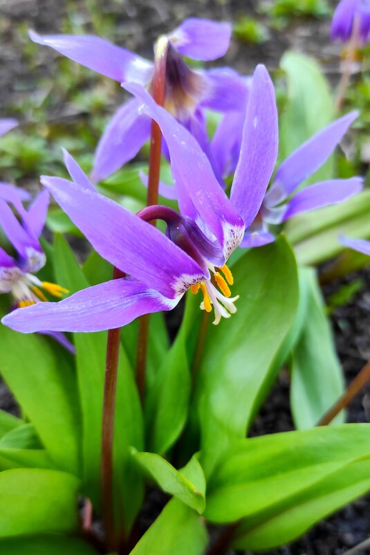 Кандык - Татьяна Лютаева Кандык - Татьяна Лютаева