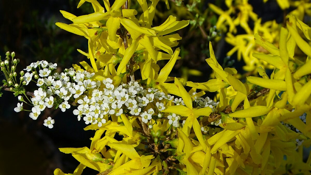 Картинка весны. - Милешкин Владимир Алексеевич 
