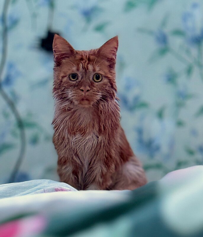 Обидели. - nadyasilyuk Вознюк