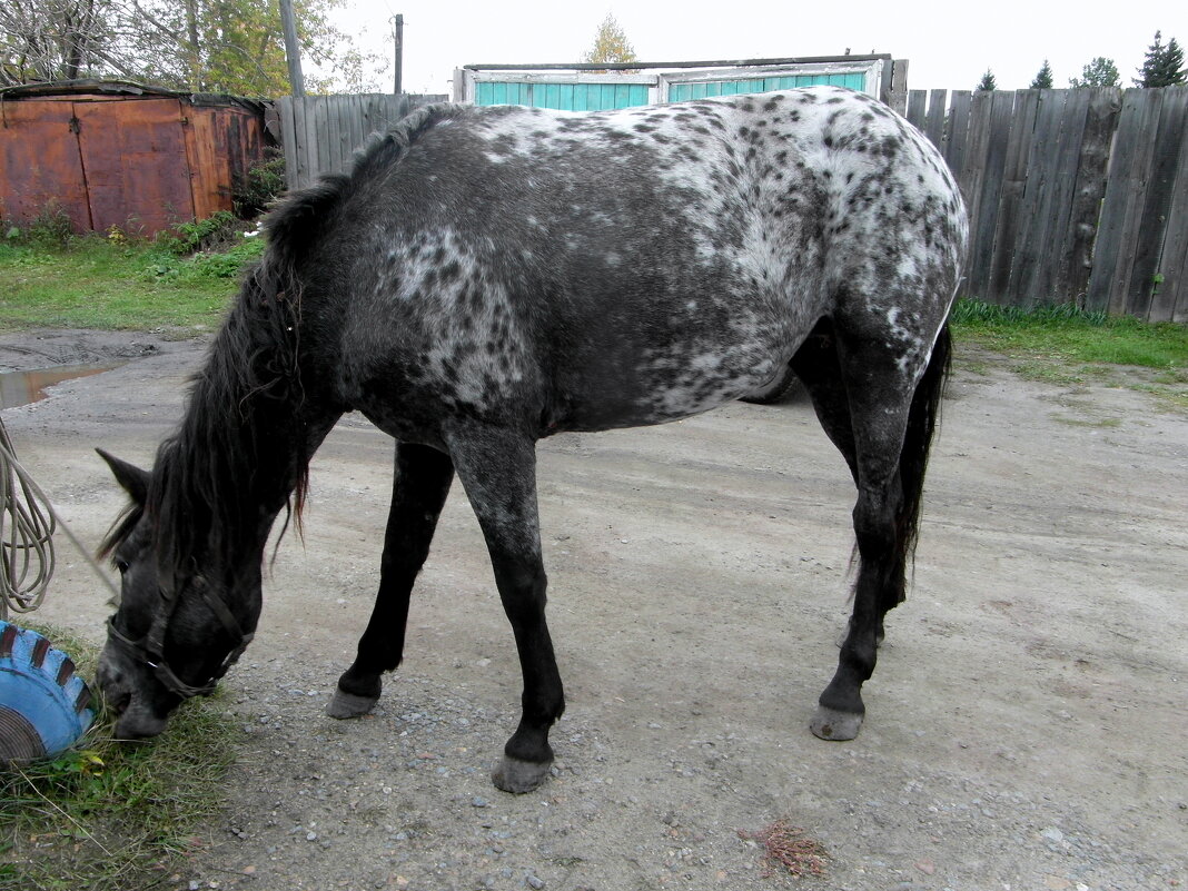 Подрезка травы - nadyasilyuk Вознюк